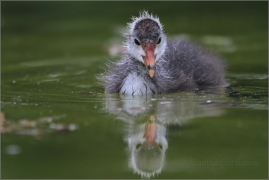 <p>LYSKA ČERNÁ (Fulica atra) /Eurasian coot - Blässhunh/</p>